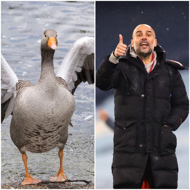 A goose and Pep Guardiola (Ian West/Martin Rickett/PA)