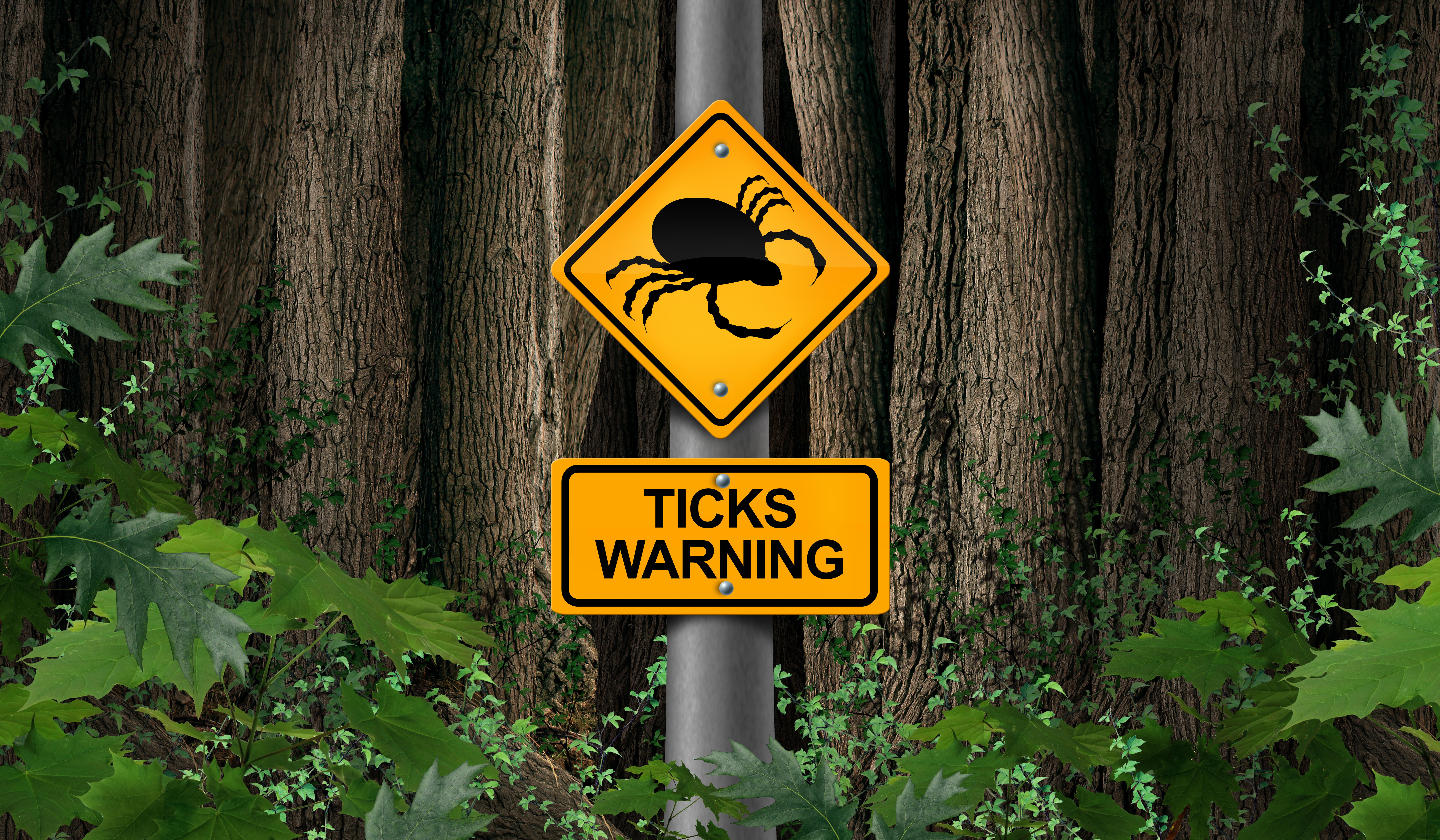 Tick prevention for dogs or humans: This is how you can protect yourself - Vimarsana News