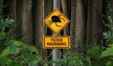 Lyme disease: How do you get it and what are the symptoms?