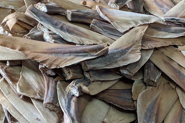 <p>Importing and exporting detached shark fins, including shark fin products such as tinned shark fin soup, is set to be banned by the UK government</p>