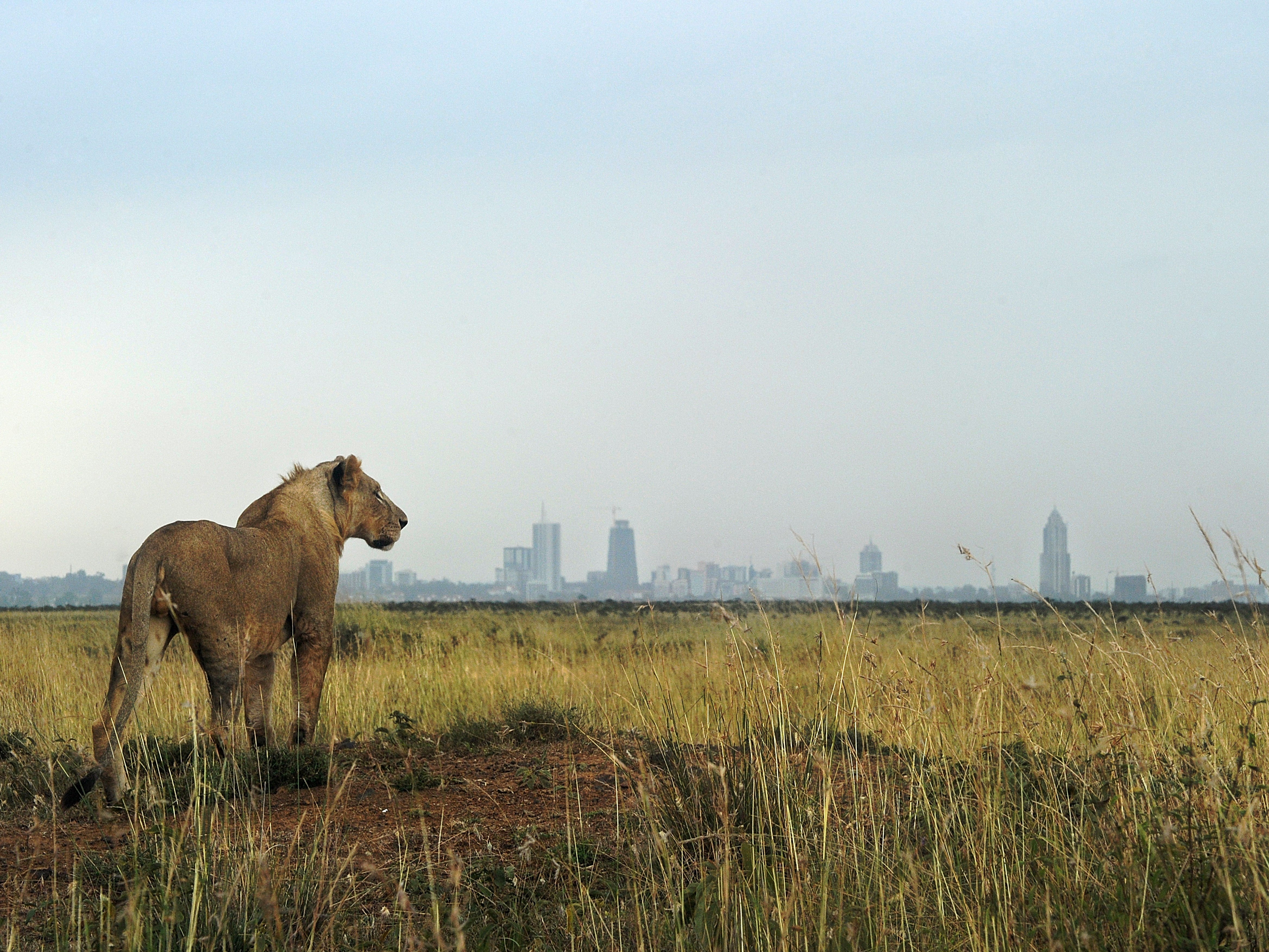 <p>A young lion in the Nairobi national park in Kenya </p>