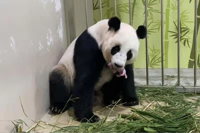 <p>Jia Jia, a giant female panda, is seen here gently picking up her newborn cub who is yet to be named </p>