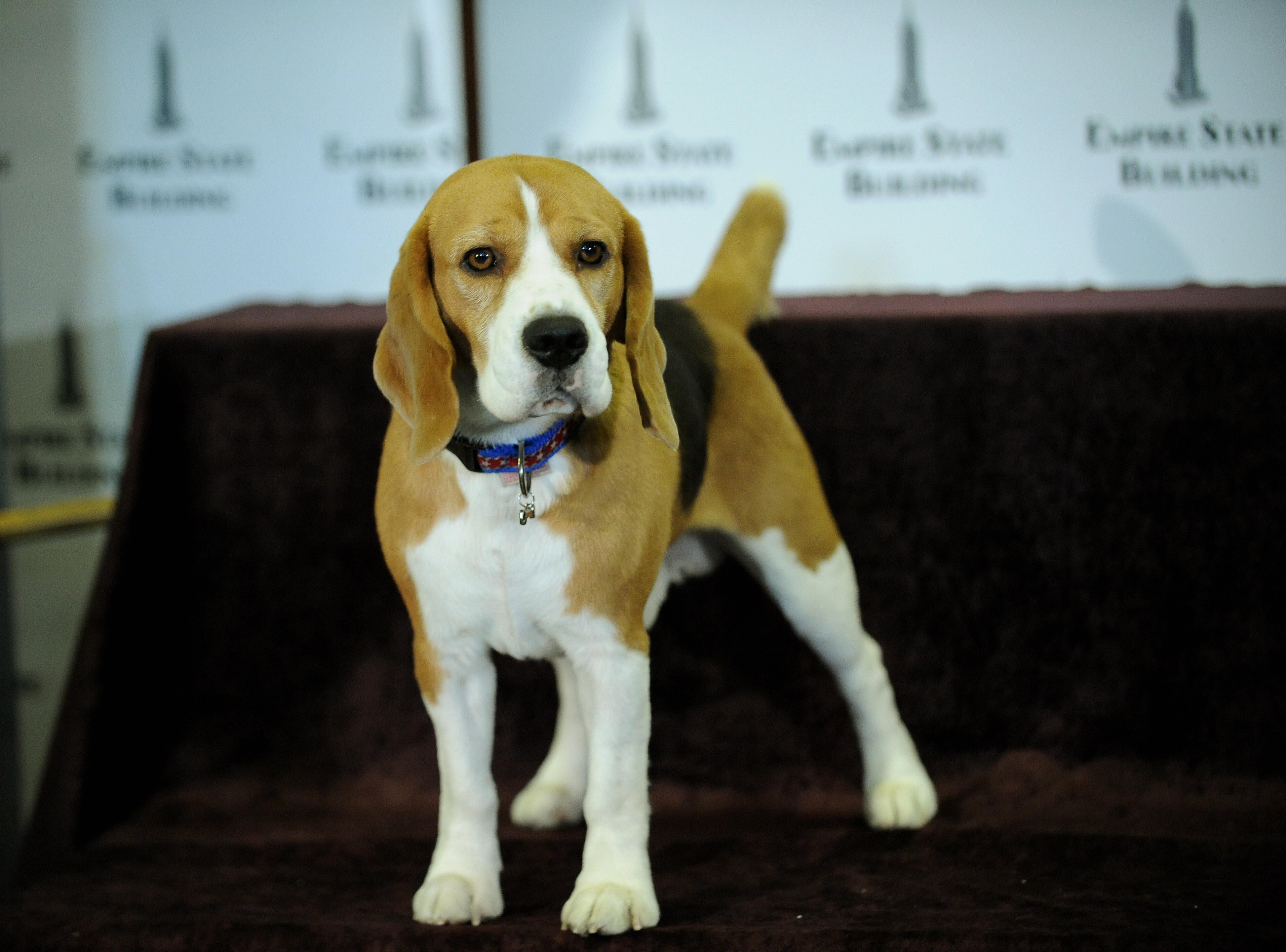 File: Uno, a beagle, poses before a lighting ceremony at the Empire State Building