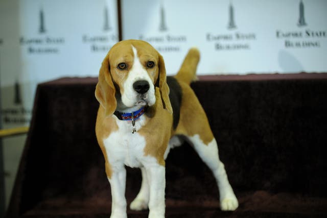 <p>File: Uno, a beagle, poses before a lighting ceremony at the Empire State Building</p>