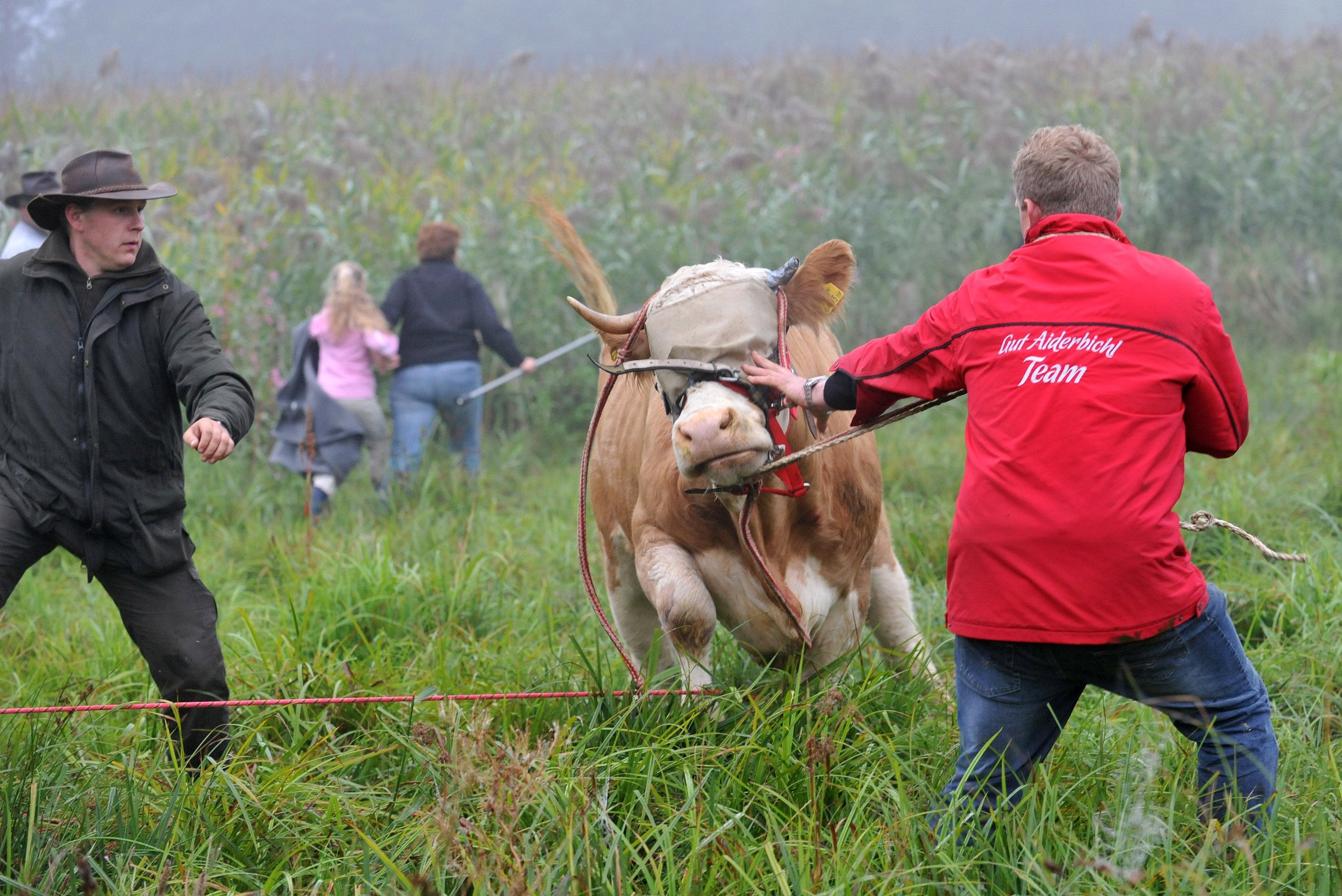 Yvonne the cow, who went on the run from an abattoir in 2011, was eventually captured and sent to an animal sanctuary