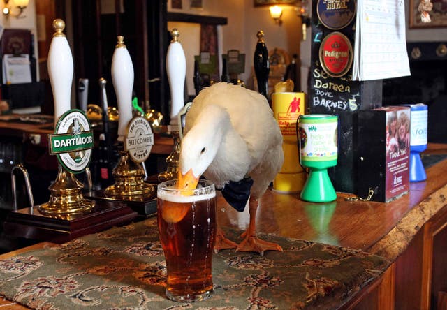 <p>In 2015, Star the duck from Devon became a celebrity for his bow tie and love of ale </p>