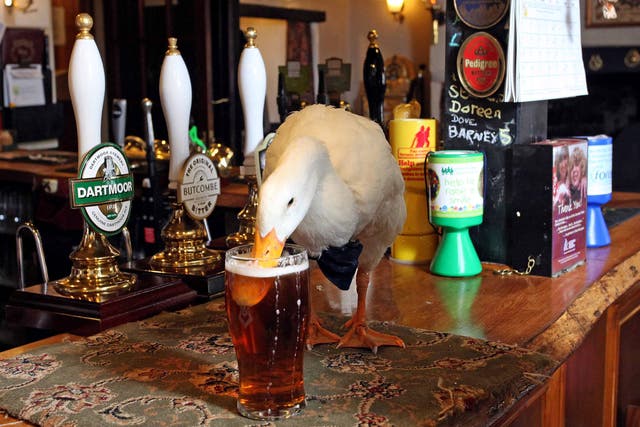 <p>In 2015, Star the duck from Devon became a celebrity for his bow tie and love of ale </p>