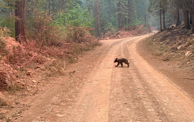 Western Wildfires