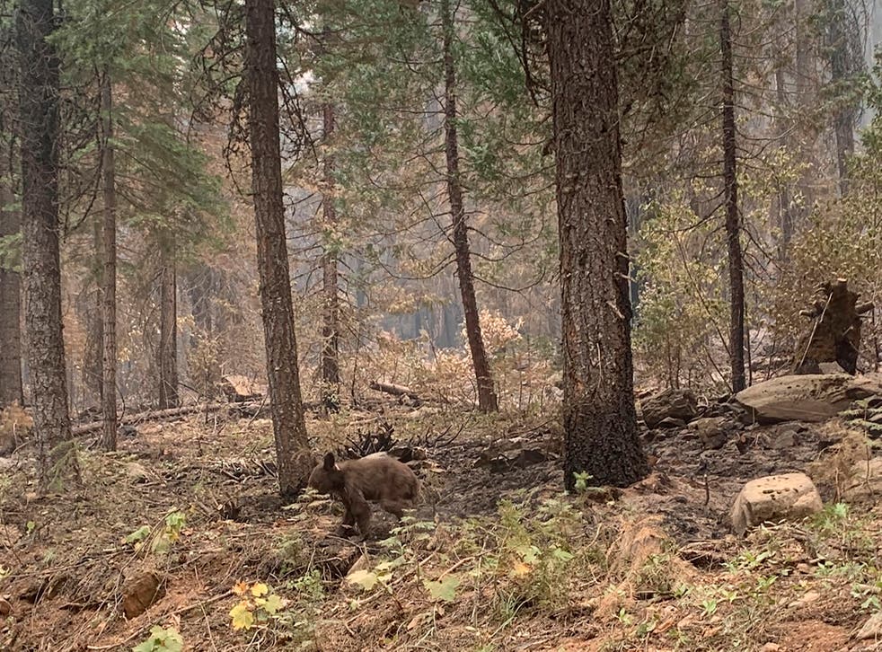CALIFORNIA-INCENDIOS-OSEZNOS