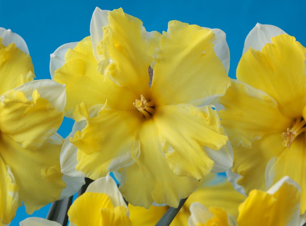 Narcissus ‘Cassata’ (Alamy/PA)