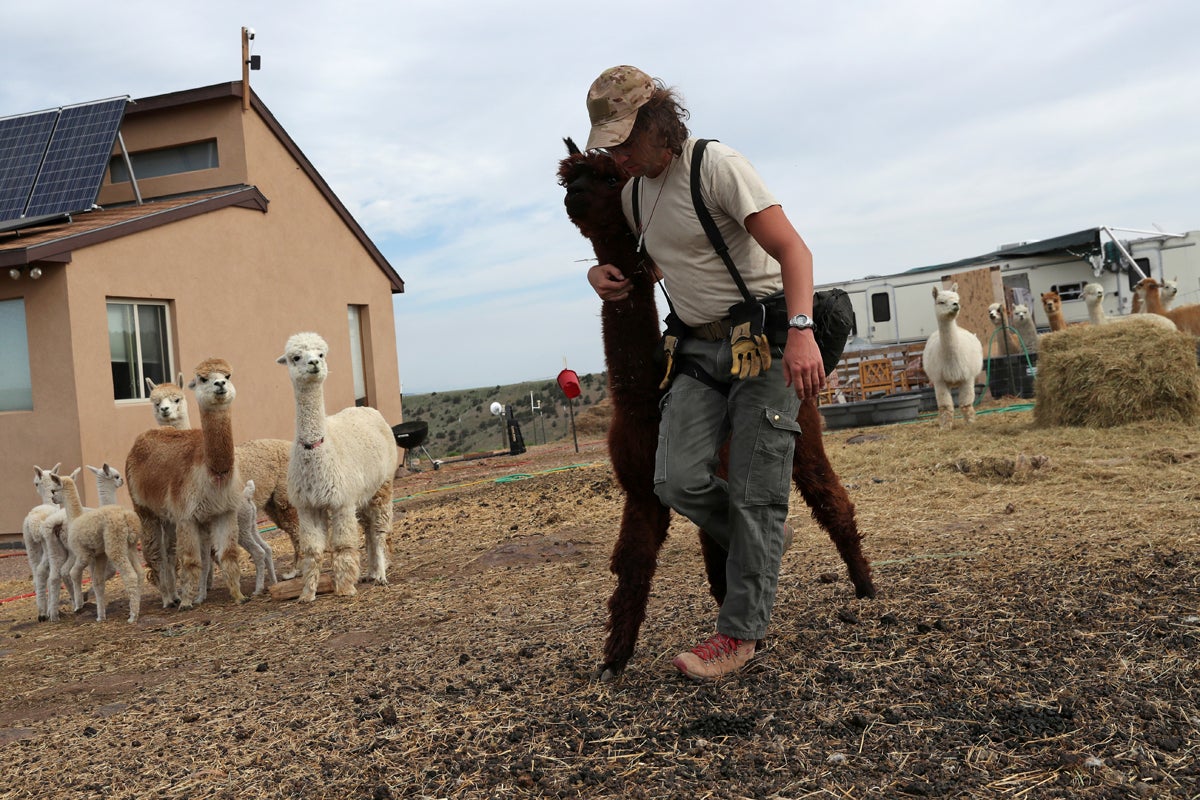 J Stanley, 29, leads an alpaca to get sheared during Shear-a-palooza