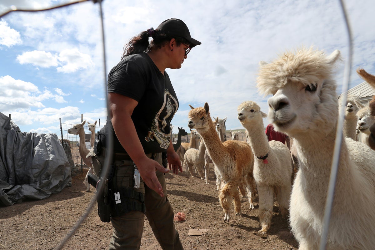 Bonnie Nelson, 34, helps sort sheared and un-sheared alpaca before starting another day of "Shear-a-Palooza" at the Tenacious Unicorn Ranch in Westcliffe, Colorado