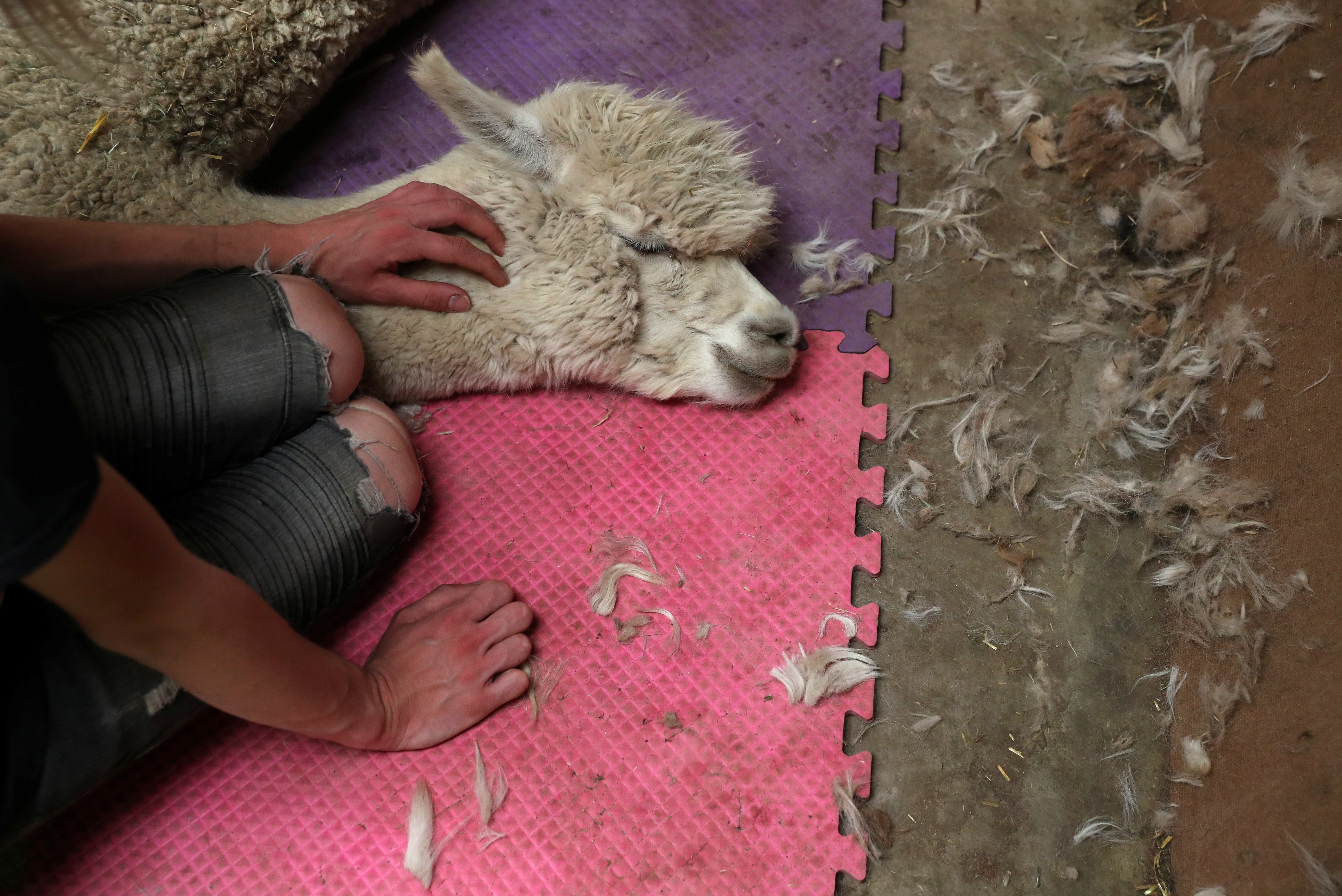 Jamie, 25, tries to keep an alpaca calm as it waits to have its hair cut during Shear-a-palooza