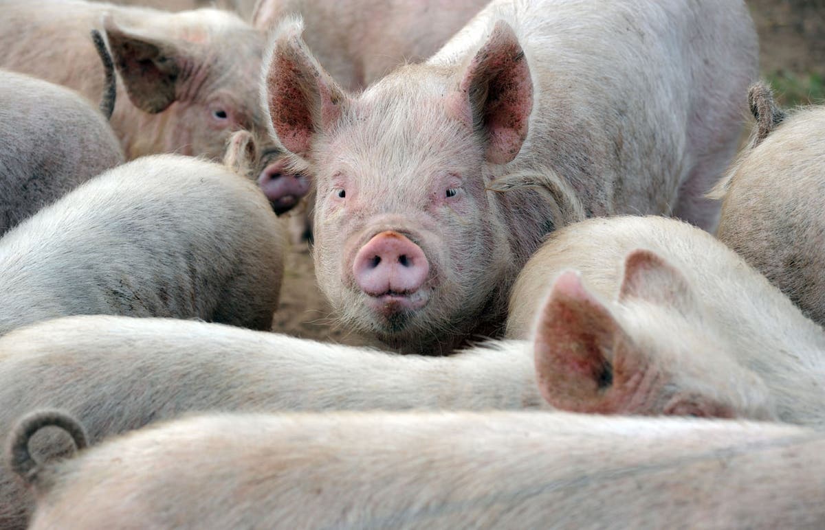 Pigs may be culled because of staff shortages, meat industry warns