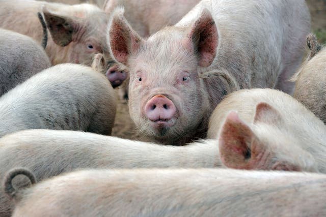 <p>Around 70,000 pigs that should have been slaughtered remain on farms </p>