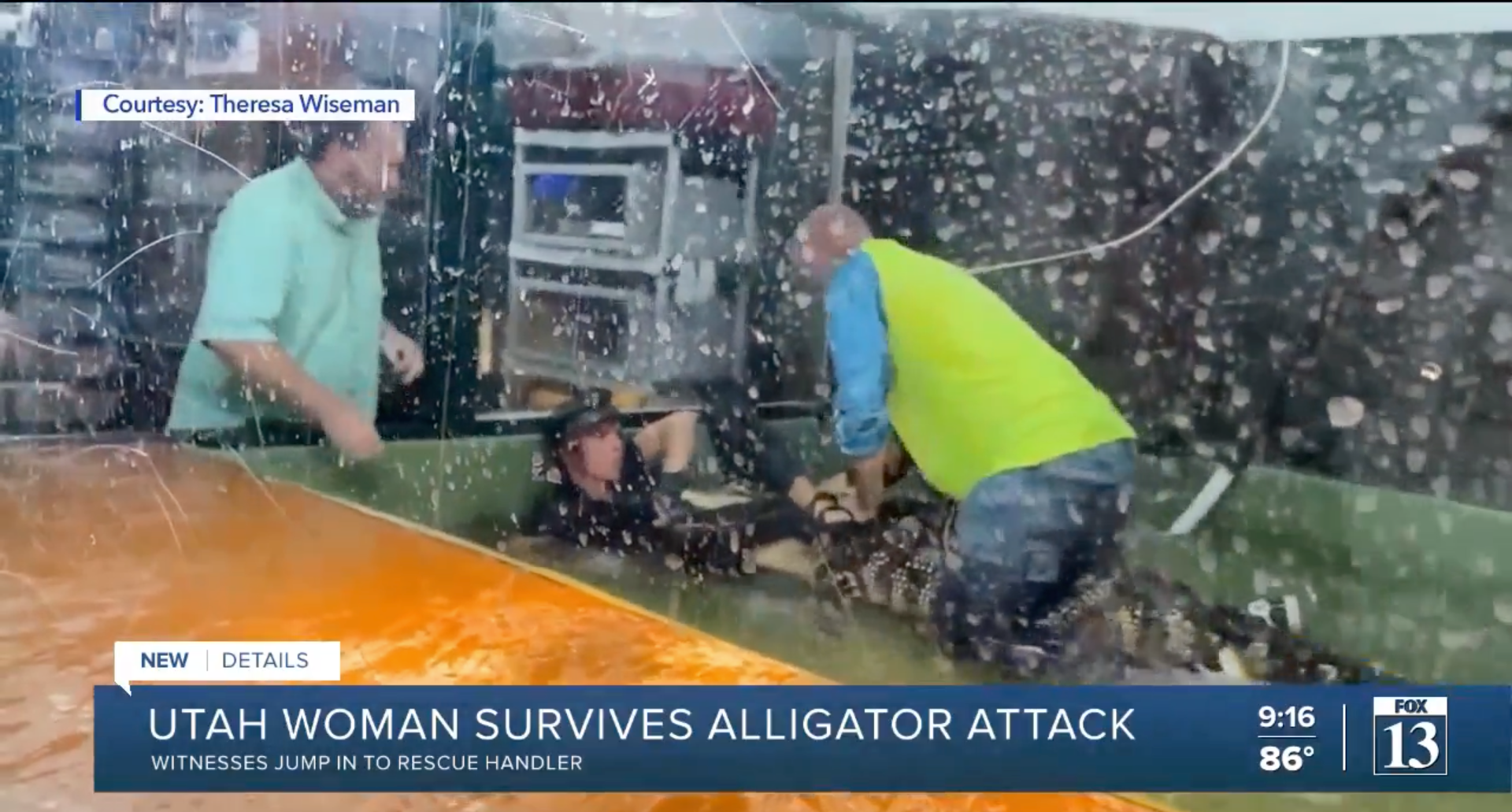 A witness jumps into an alligator tank to help a handler after her hand was bit by the reptile.