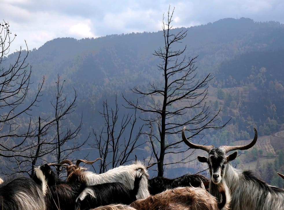 GRECIA INCENDIOS