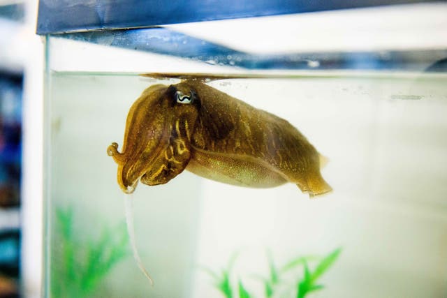 <p>Cuttlefish are thought to retain their episodic memory in later life. </p>