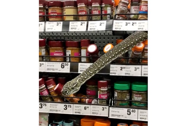 Australia Supermarket Snake