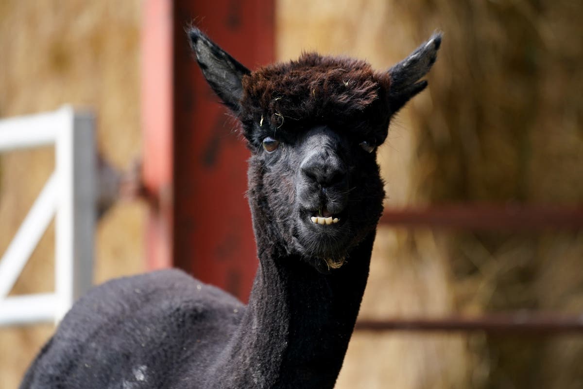 Police enter pen of alpaca Geronimo at Gloucestershire farm as deadline looms for him to be put down
