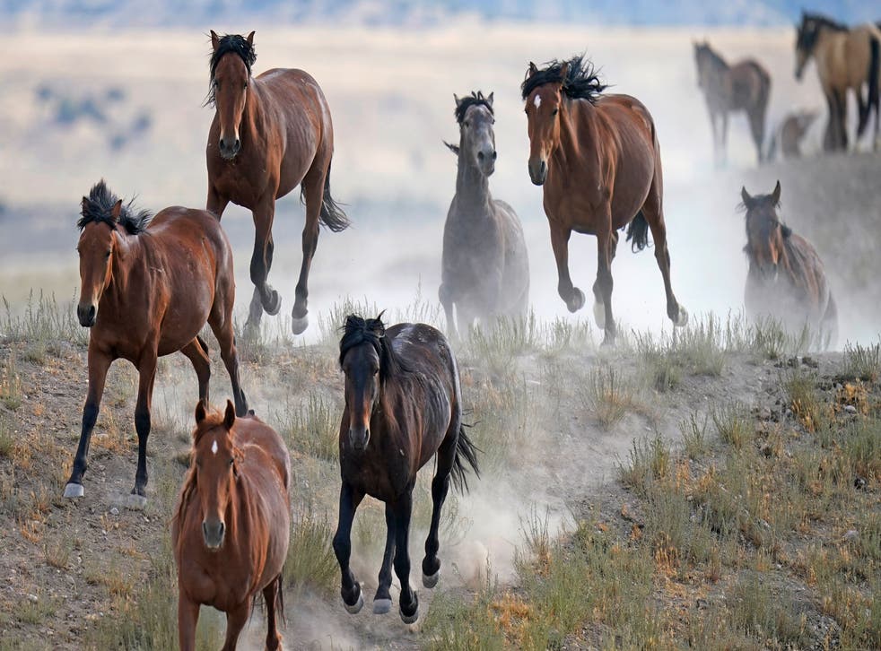 EEUU CABALLOS SALVAJES