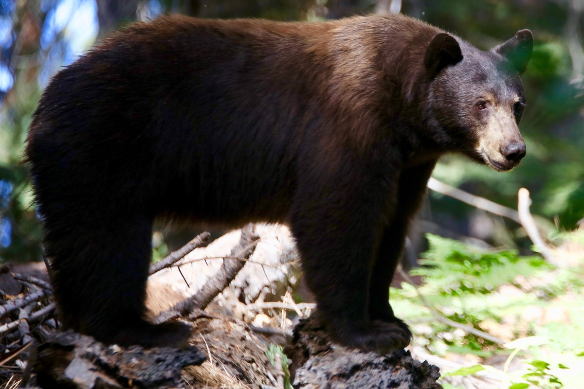 What Most People Get Wrong About Sharing the Trail With California Black Bears