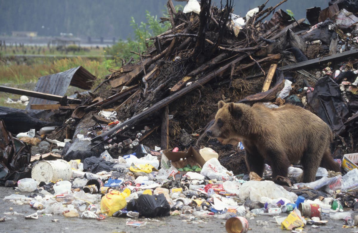 California man sues after bear was able to hide in his bin at Lake ...