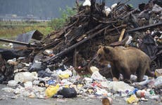 California man sues after bear was able to hide in his bin at Lake Tahoe