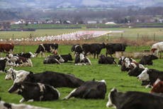 Dairy and meat industry profits ‘under threat’ from climate crisis