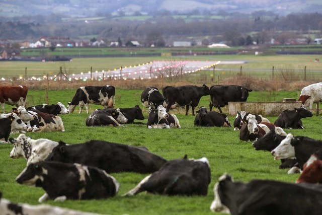 <p>The meat and dairy industry does needs to curb its methane emissions to safeguard profits, report warns  </p>