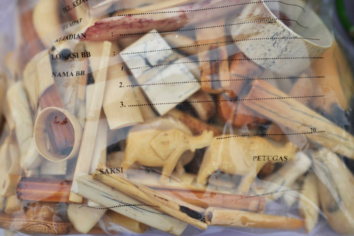 Indonesian police arrest elephant poacher, ivory buyers Indonesian police arrest elephant poacher, ivory buyers