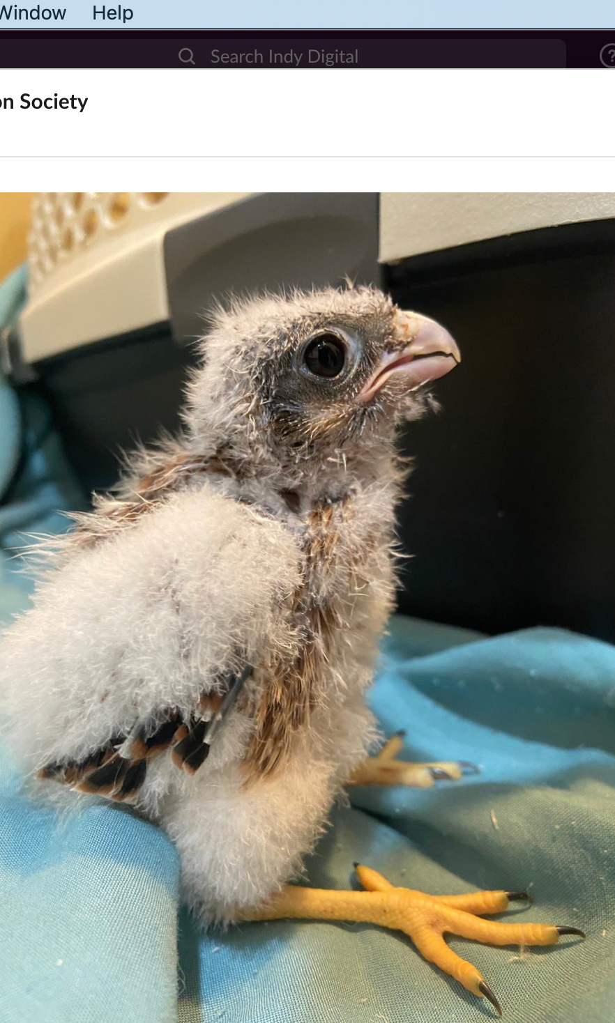 <p>Baby raptor being treated at OWL after fleeing nest due to heatwave  </p>