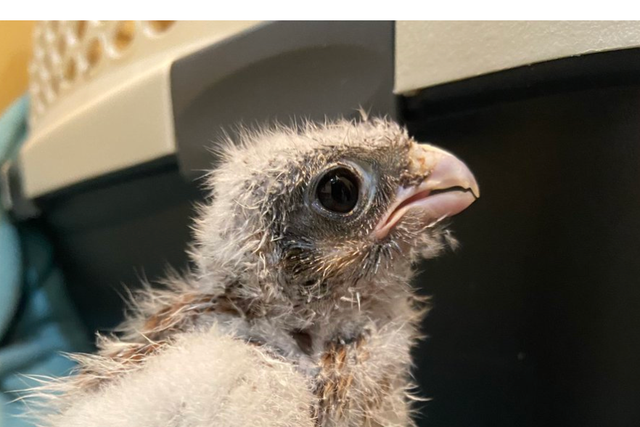 <p>Baby raptor being treated at OWL after fleeing nest due to heatwave  </p>