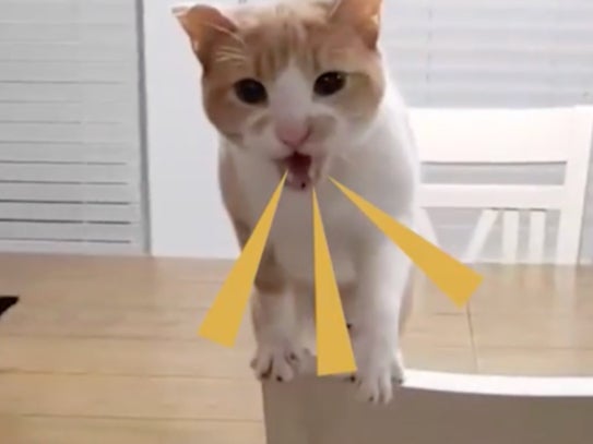 ‘World’s most challenging cat’ goes viral as it terrorises entrepreneurs as they make food stuff