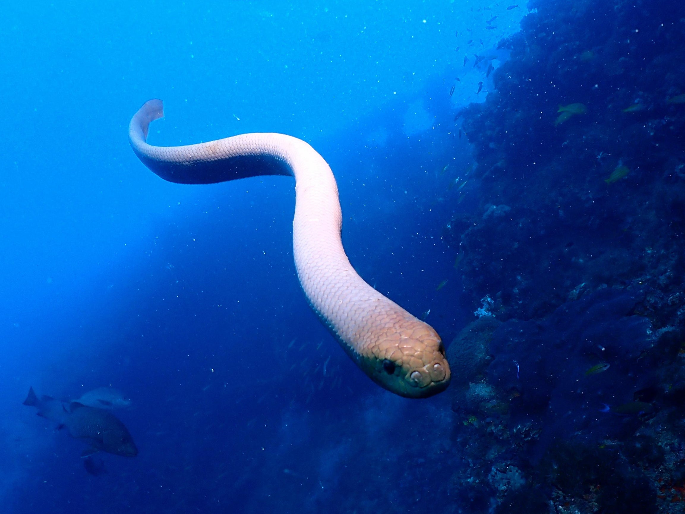 <p>Olive sea snakes approached divers more often in mating season </p>