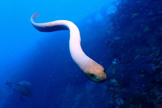 <p>Olive sea snakes approached divers more often in mating season </p>