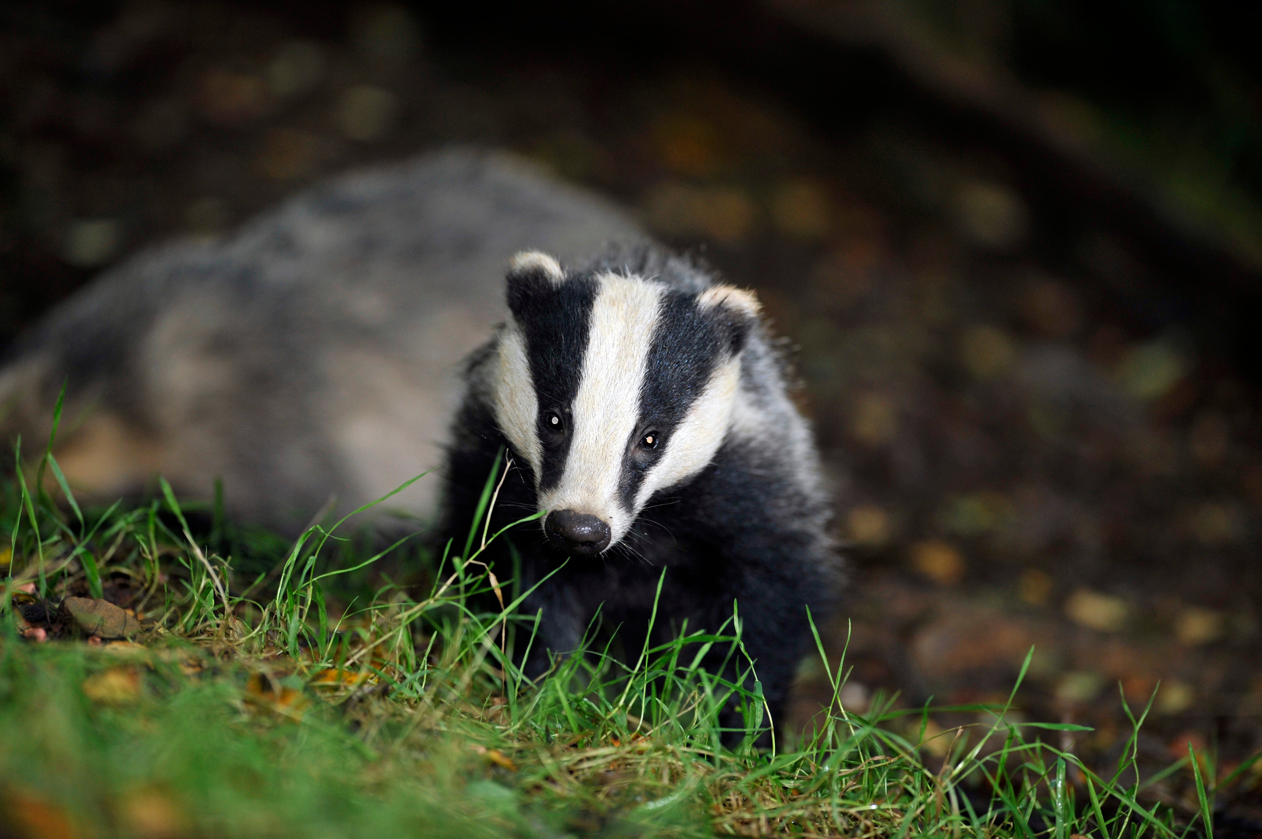 Police have launched an investigation after a badger was found dead and nailed by its feet ten foot up a tree