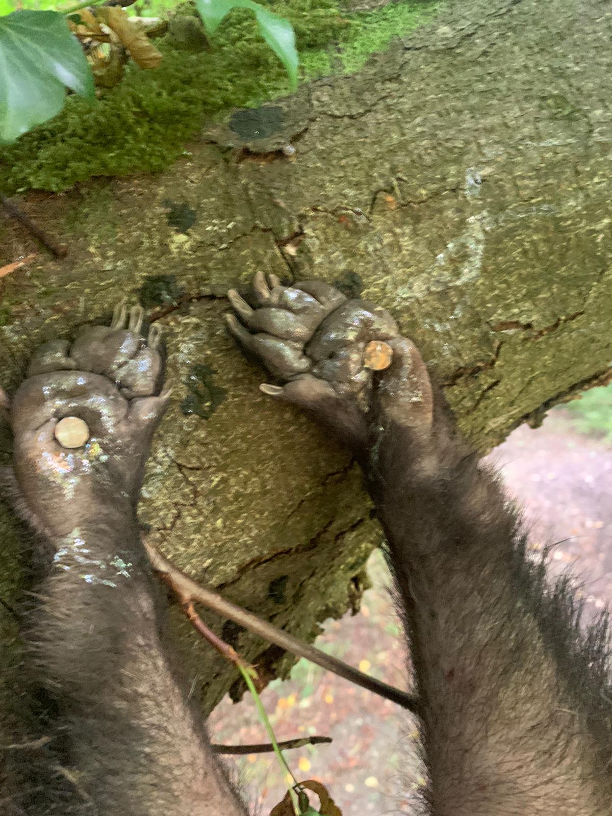 A disturbing image released by the force shows two nails pinning the animal’s feet to a branch