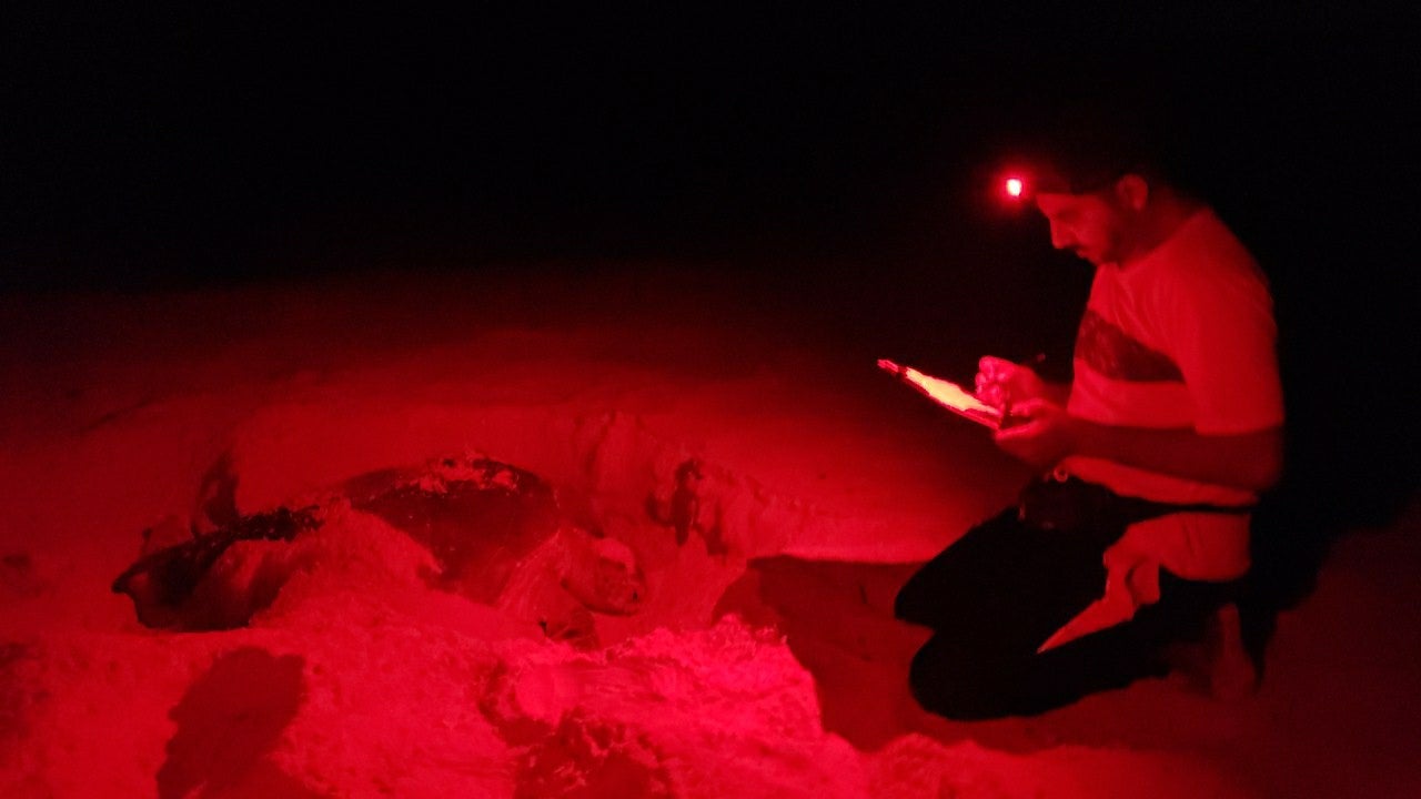 A researcher with a nesting turtle