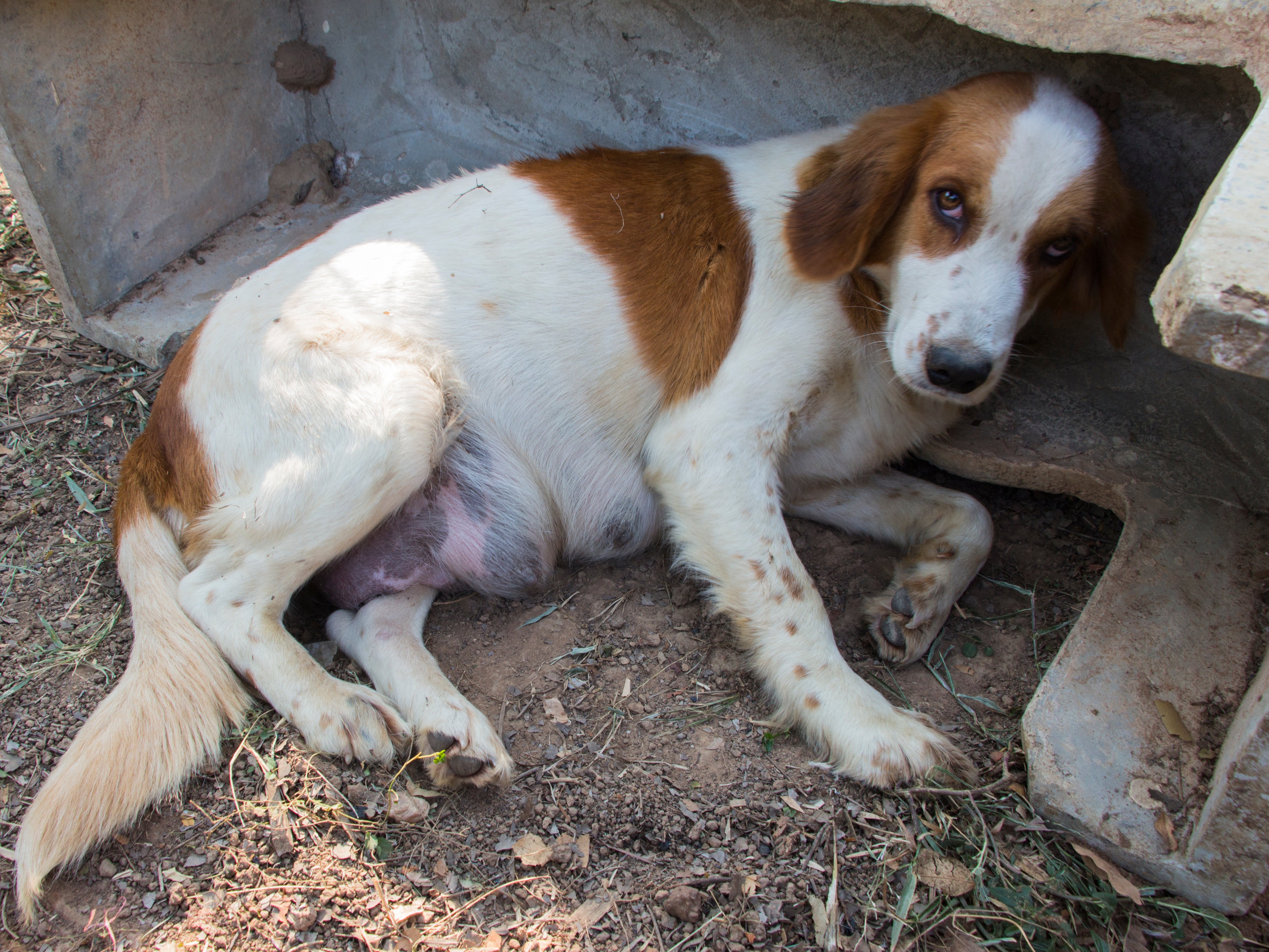 can docked tails hurt a dog