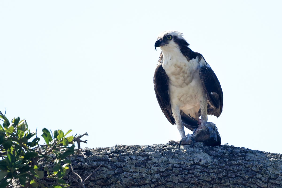 Ospreys taken from nest and euthanised so light could be replaced