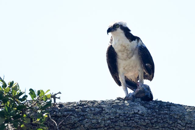 <p>Ospreys in the US are protected under the Migratory Bird Treaty Act </p>