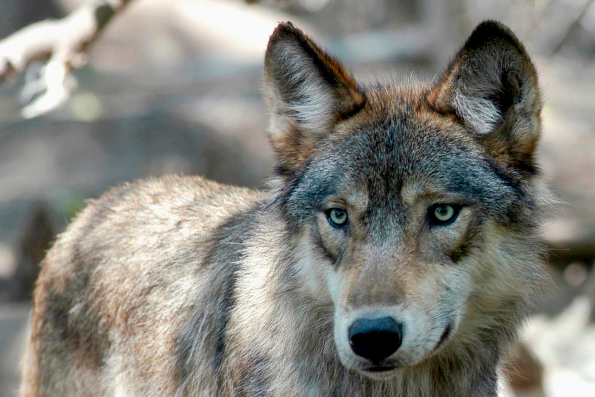 Gray Wolves Protections