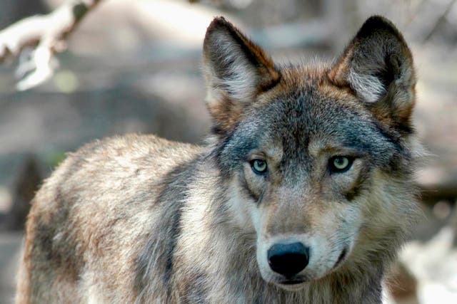 Protecciones de lobos grises