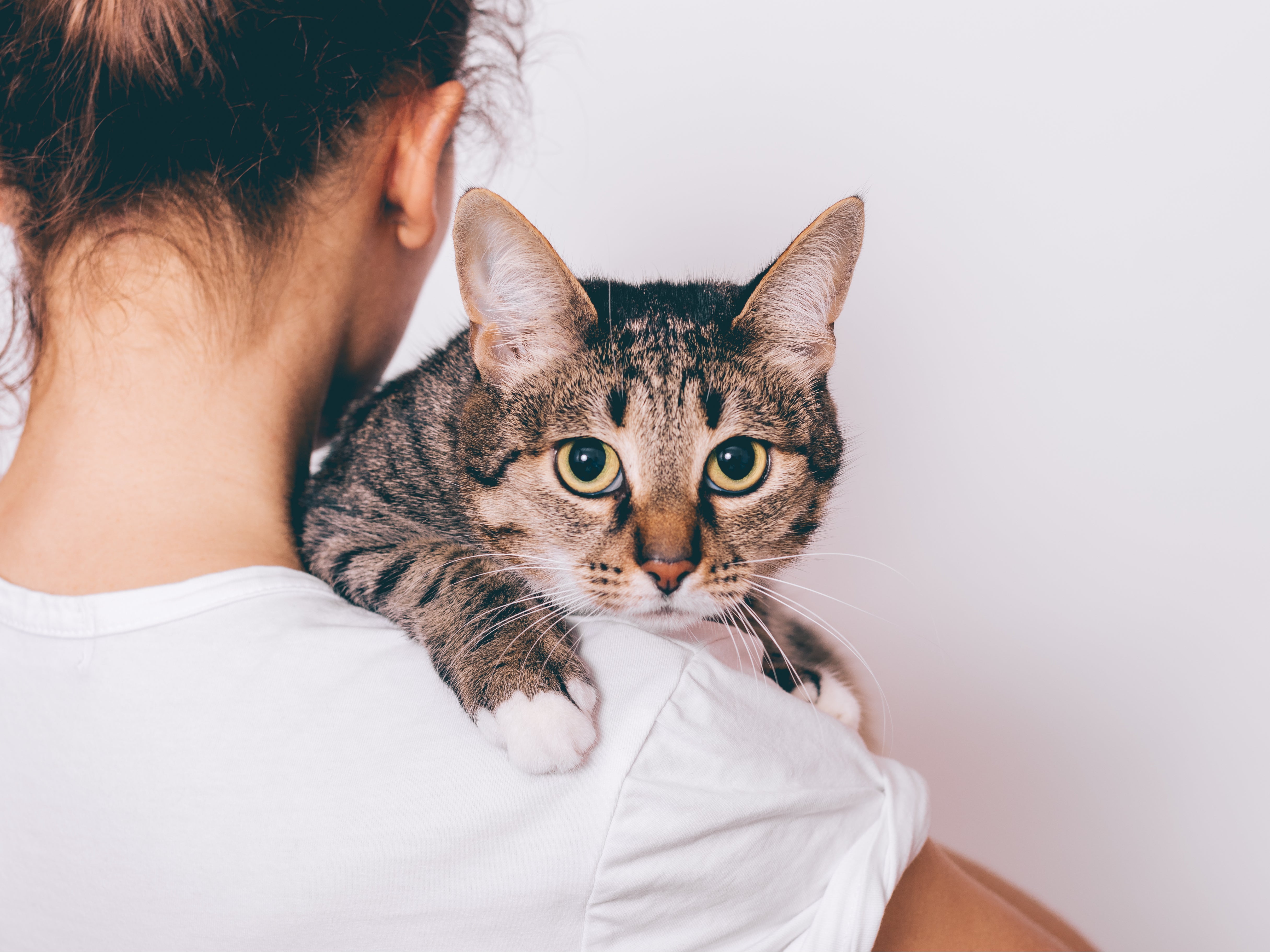 Anxious Humans Are Stressing Their Cats Out According To Study Indy100