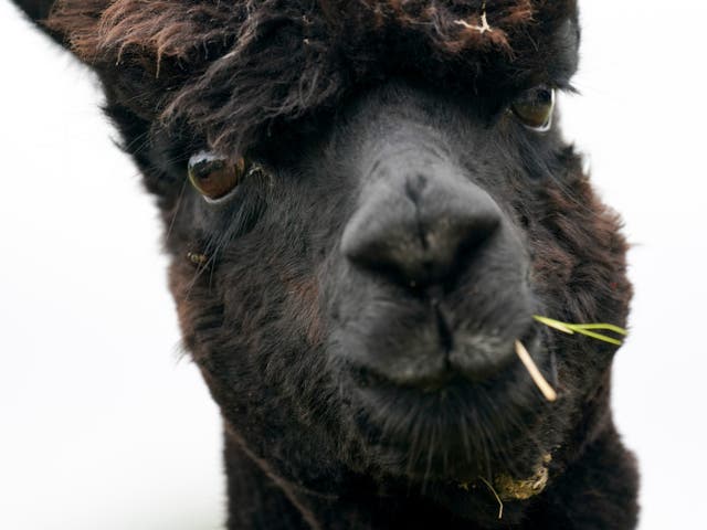 <p>The alpaca will be slaughtered after his owner Helen Macdonald lost a last-ditch High Court bid to save him. </p>