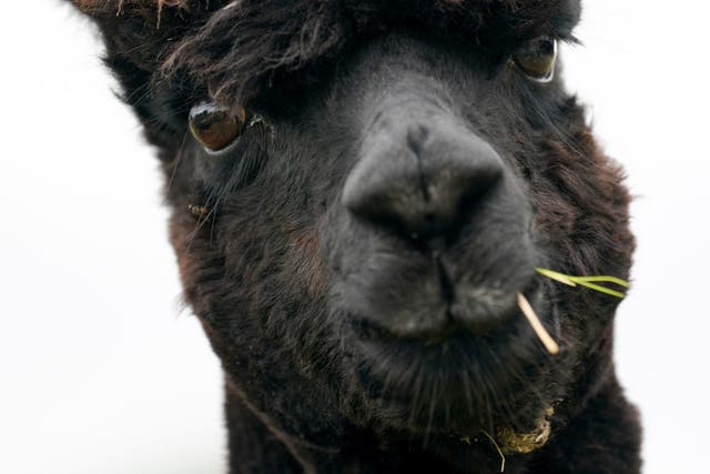 <p>The alpaca will be slaughtered after his owner Helen Macdonald lost a last-ditch High Court bid to save him. </p>