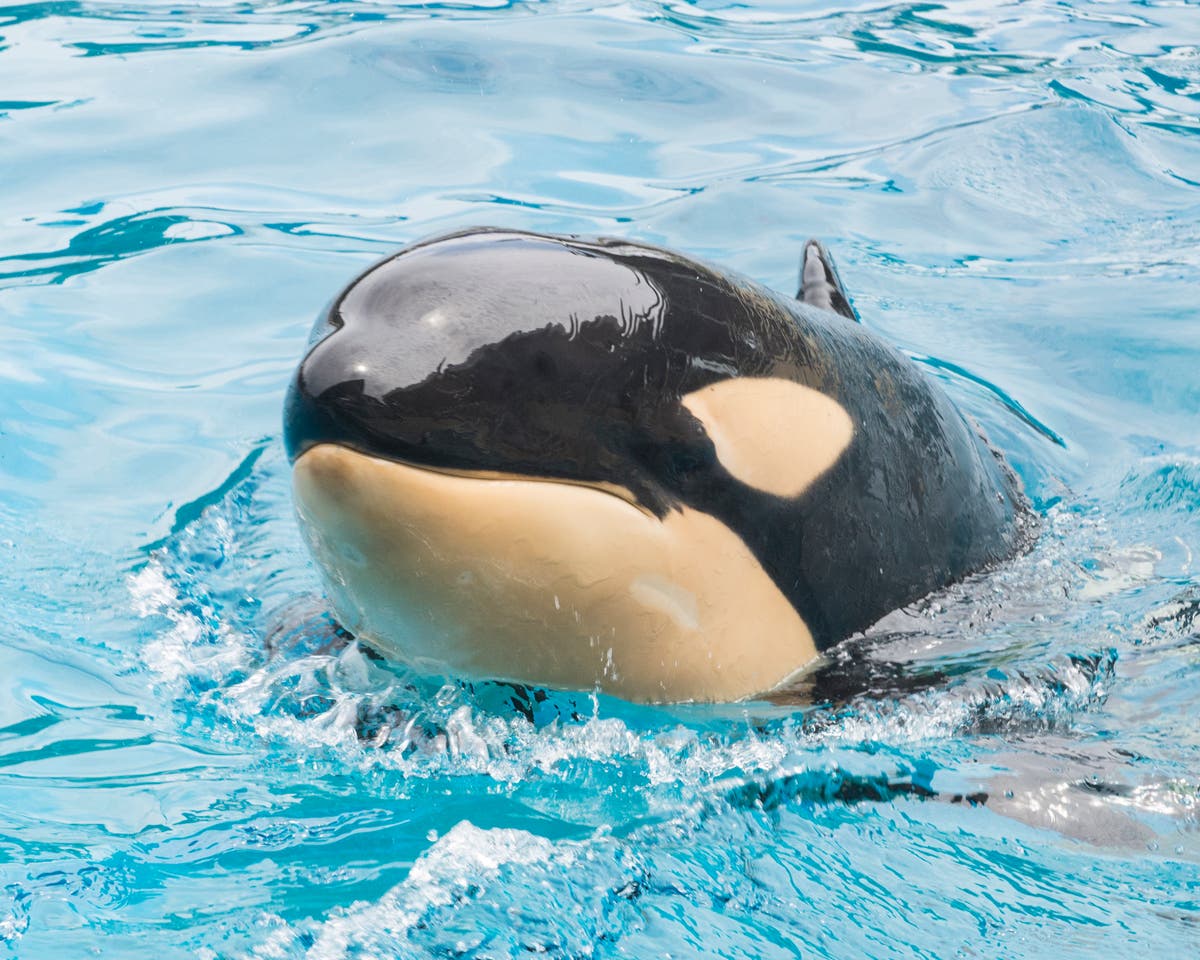 Six-year-old orca dies unexpectedly at SeaWorld