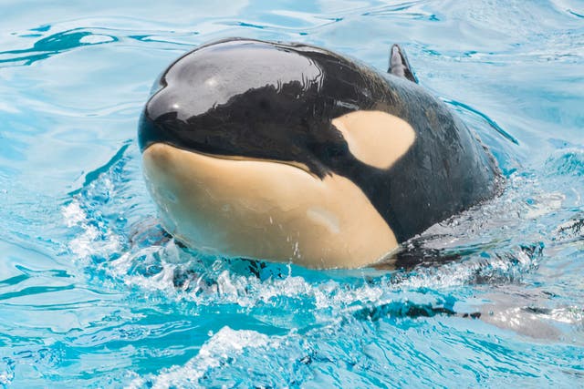 <p>SeaWorld Killer Whale Dies</p>