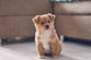 The surprising health benefit of having a pet dog when you are a child